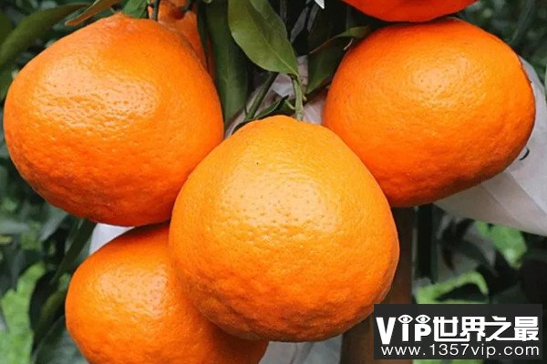 目前柑橘最好的品种有哪些？柑橘最好的三大品种