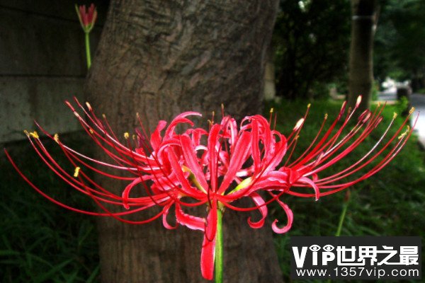 十大死亡之花名称及介绍：彼岸花和罂粟花皆上榜