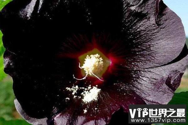 十大死亡之花名称及介绍：彼岸花和罂粟花皆上榜