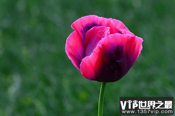 十大死亡之花名称及介绍：彼岸花和罂粟花皆上榜