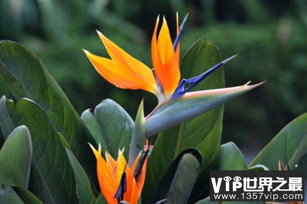 客厅常见的大盆栽植物：客厅适合摆放什么绿植？