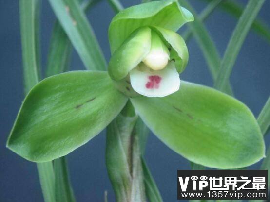 细数兰花十大最珍贵的品种，兰花最名贵的品种是什么？