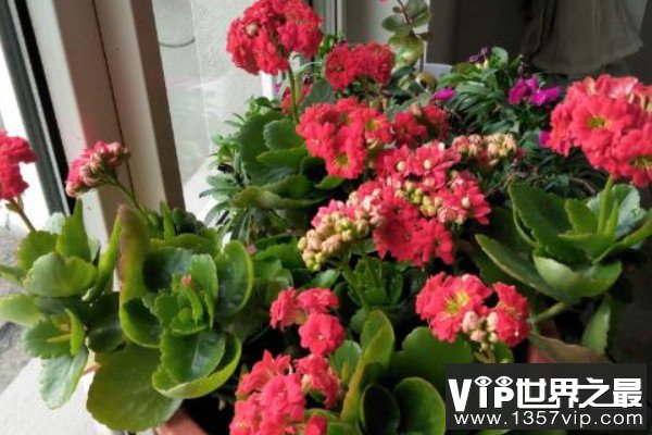 阳台养十种花最好旺财：阳台放什么植物最旺财？