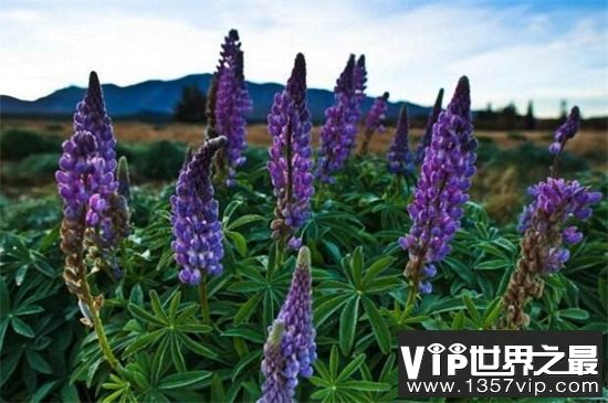 鲁冰花的品种有哪些？
