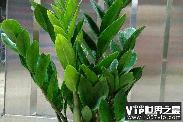 卧室养什么植物旺财，卧室放什么植物最旺财又健康