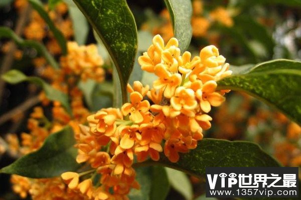 最名贵的桂花是哪一种？名贵桂花品种排名
