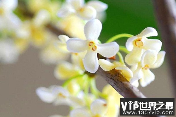 最名贵的桂花是哪一种？名贵桂花品种排名