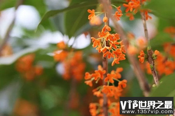 最名贵的桂花是哪一种？名贵桂花品种排名