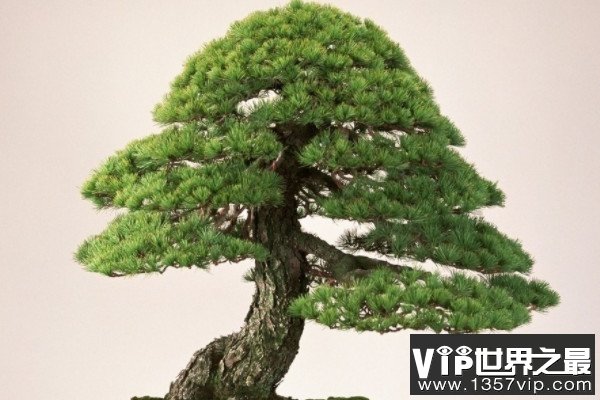 中国最贵的十大盆景，高档盆景树种有哪些？
