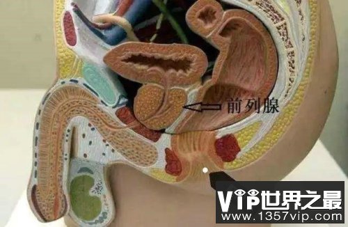 前列腺检查怎么做？听说很舒服...