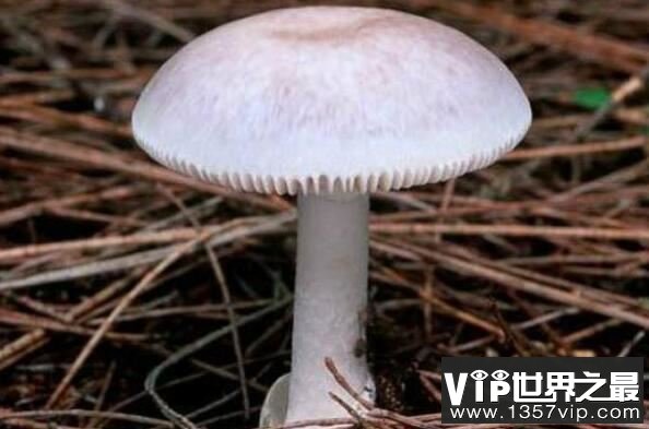 世界上最毒的十大蘑菇：死亡帽居魁首，外表却十分诱人