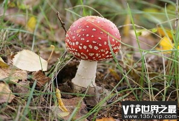 世界上最毒的十大蘑菇:死亡帽居魁首,外表却十分诱人