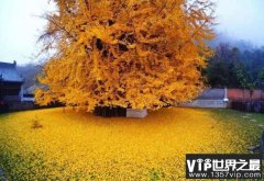 世界最漂亮的六棵树，中国的银杏树排榜首