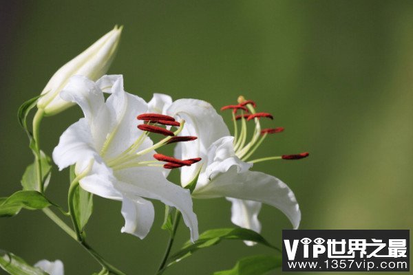 百合花