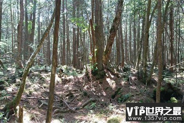 世界十大毒王植物，乌头被称为“毒药女王” 5300tv.com世界之最