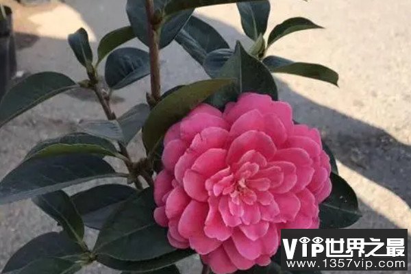 最好看的十大名贵茶花 世界之最www.5300tv.com
