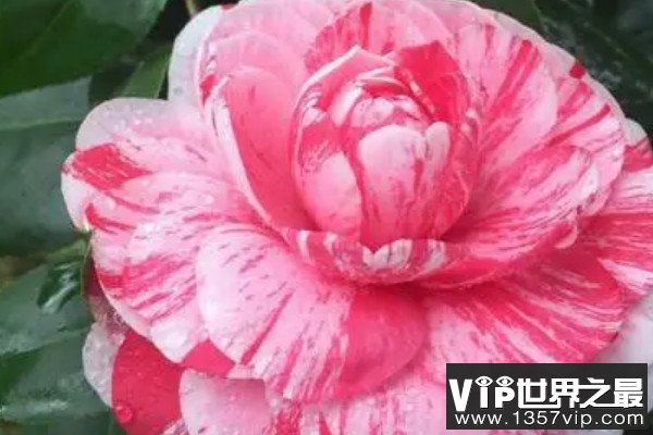 最好看的十大名贵茶花 世界之最www.5300tv.com