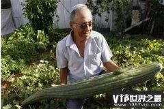 世界上最长的黄瓜：长达1.19米刷新了纪录