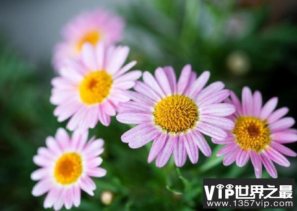 玛格丽特