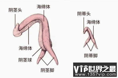 生理科普：你真的了解你的阴蒂吗