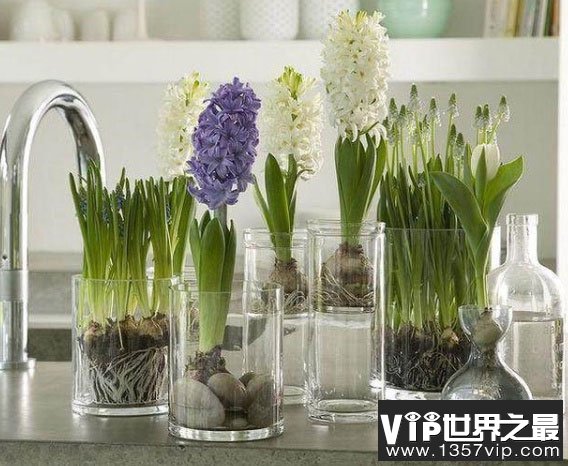 十大水培植物排行榜 最适合水培的盆栽排名