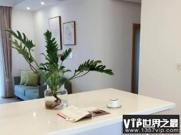 十大水培植物排行榜 最适合水培的盆栽排名