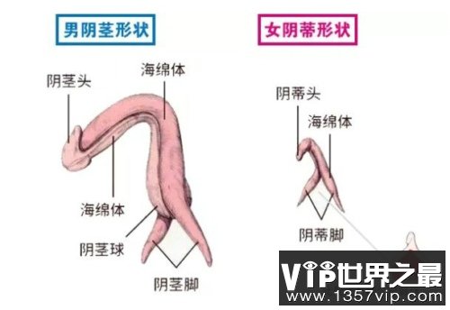 同源器官