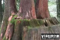 世界上生长速度最慢的树，100年才长高30厘米