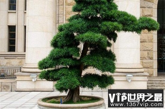 罗汉松
