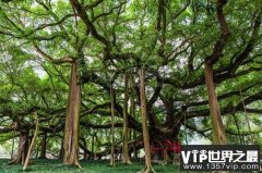 世界上树冠最大的树：自己撑起了一整片森林