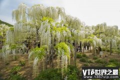 世界上最长的植物，白藤长度可达500米