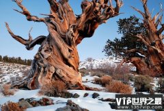 地球上最古老的十棵千年古树，中国两颗古树上榜