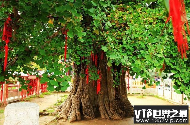 地球上最古老的十棵千年古树，中国两颗古树上榜