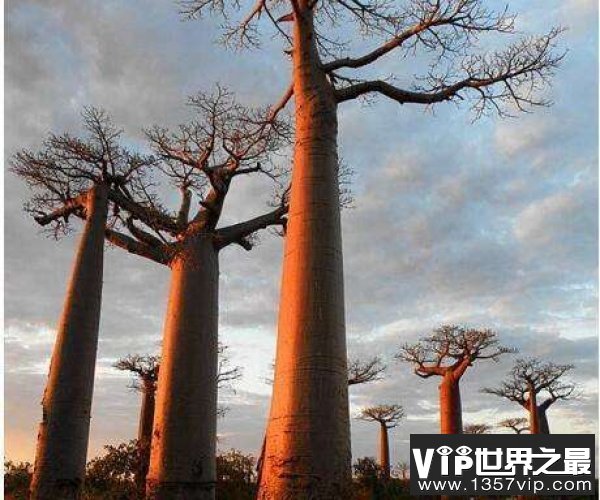 世界上寿命最长的树