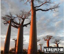 世界上寿命最长的树猴面包树：最高树龄达5500年