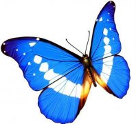 世界最美丽蝴蝶排行榜10强，光明女神蝶属你最美