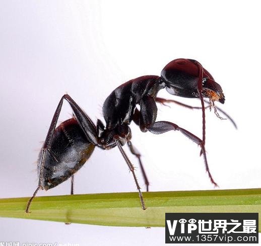 蚂蚁 蚂蚁