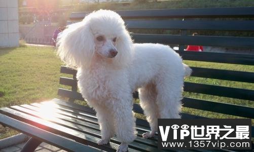 贵宾犬