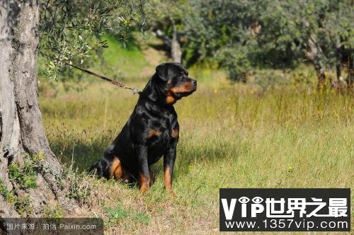 罗威纳犬