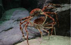 世界上最大的螃蟹是什么蟹——杀人蜘蛛蟹
