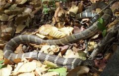 世界上体型最大的毒蛇——过山峰毒蛇