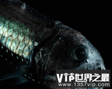 探秘全球十大最恐怖的恶魔鱼(组图)
