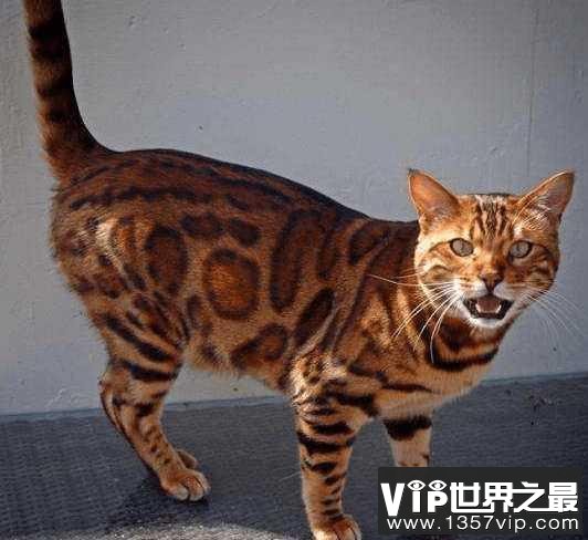 杂交孟加拉猫