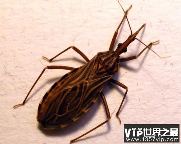接吻虫