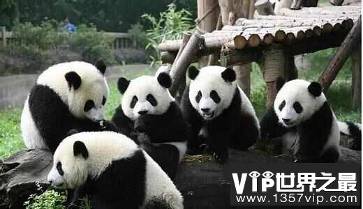 国宝：大熊猫