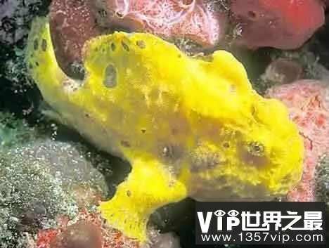 躄鱼