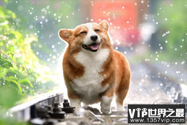 十大最能拆家的狗狗