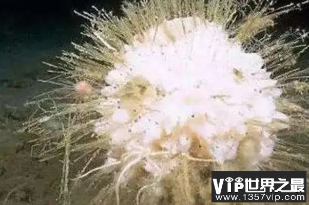 寿命最长的海洋生物排名，海龟只能排最后，第一名能长生