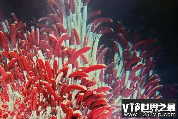 寿命最长的海洋生物排名，海龟只能排最后，第一名能长生