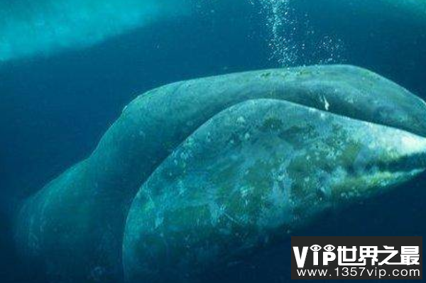 寿命最长的海洋生物排名，海龟只能排最后，第一名能长生